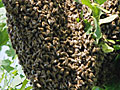 Ausgebüchst und beinahe herrenlos: Etwa 5000 EMG eigene Bienen haben sich vorübergehend ein neues Zuhause gesucht