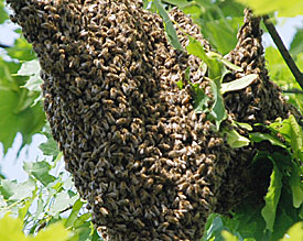 Ausgeb�chst und beinahe herrenlos: Etwa 5000 EMG eigene Bienen haben sich vor�bergehend ein neues Zuhause gesucht