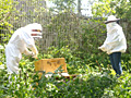 Schülerinnen und Schüler der Bienen-AG stellen die neuen Bienenstöcke im Schulgarten des EMG auf 