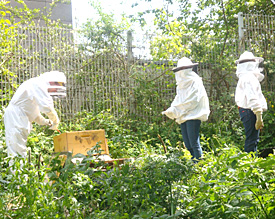 Schülerinnen und Schüler der Bienen-AG stellen die neuen Bienenstöcke im Schulgarten des EMG auf